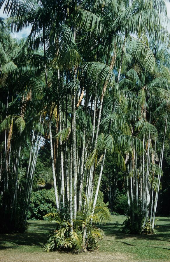 Arecaceae Euterpe edulis