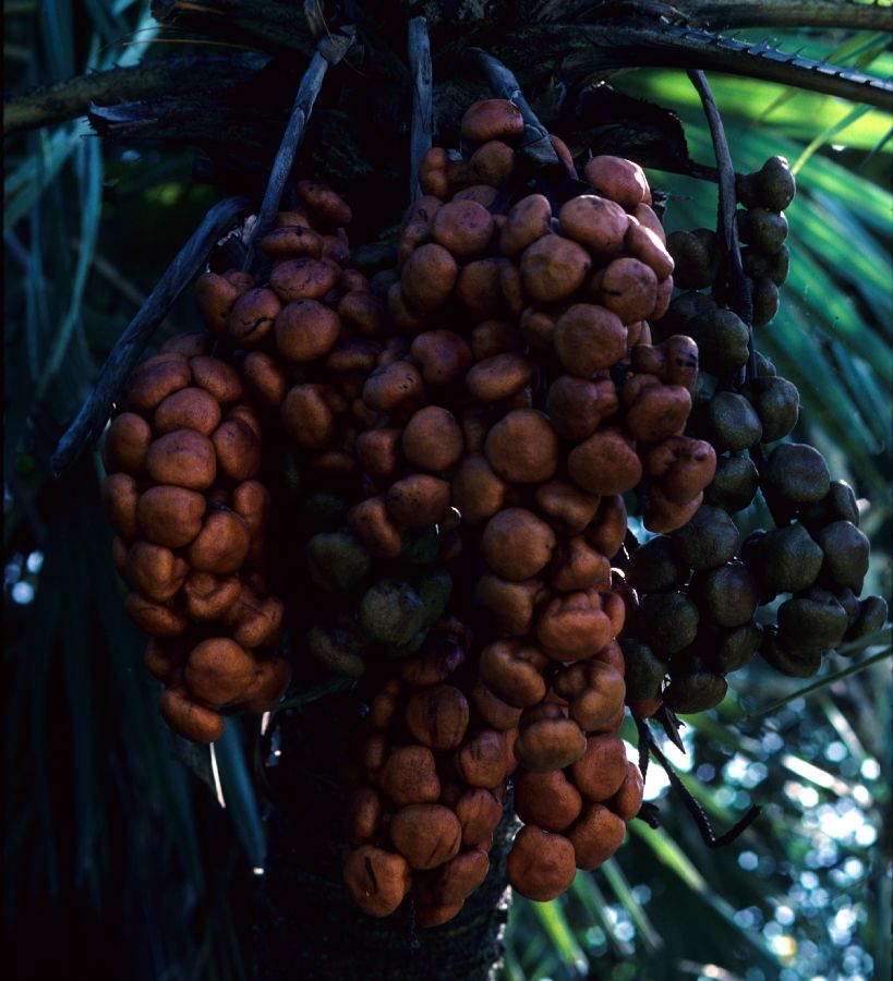 Arecaceae Hyphaene thebaica