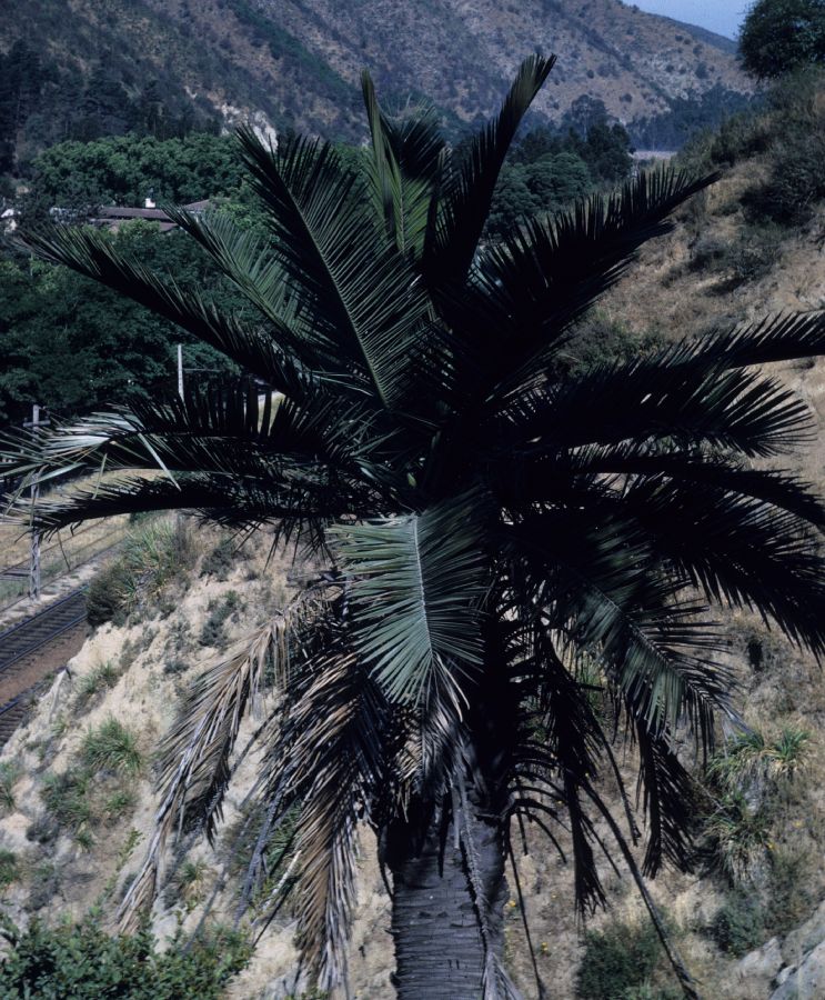 Arecaceae Jubaea chilensis