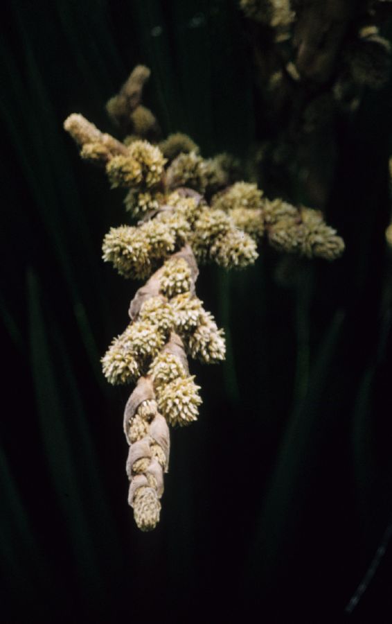 Arecaceae Copernicia torreana