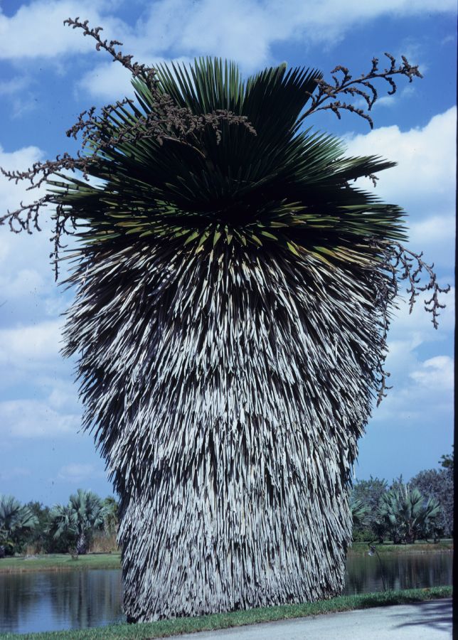 Arecaceae Copernicia macroglossa