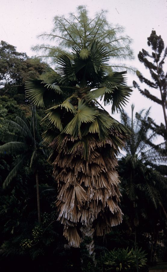 Arecaceae Corypha umbraculifera