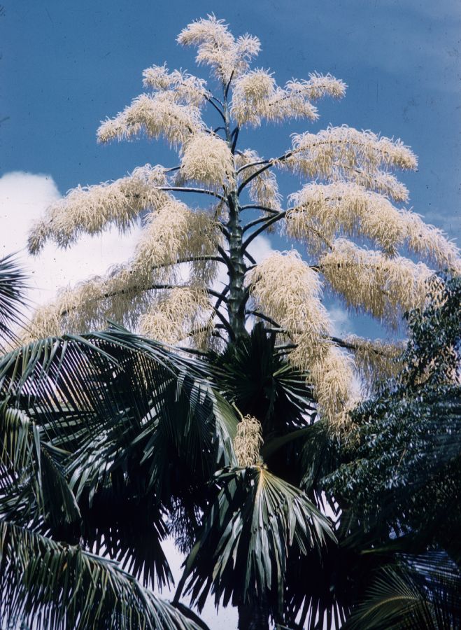 Arecaceae Corypha umbraculifera