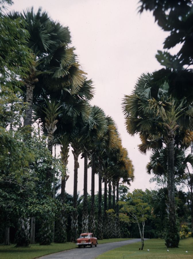 Arecaceae Corypha umbraculifera