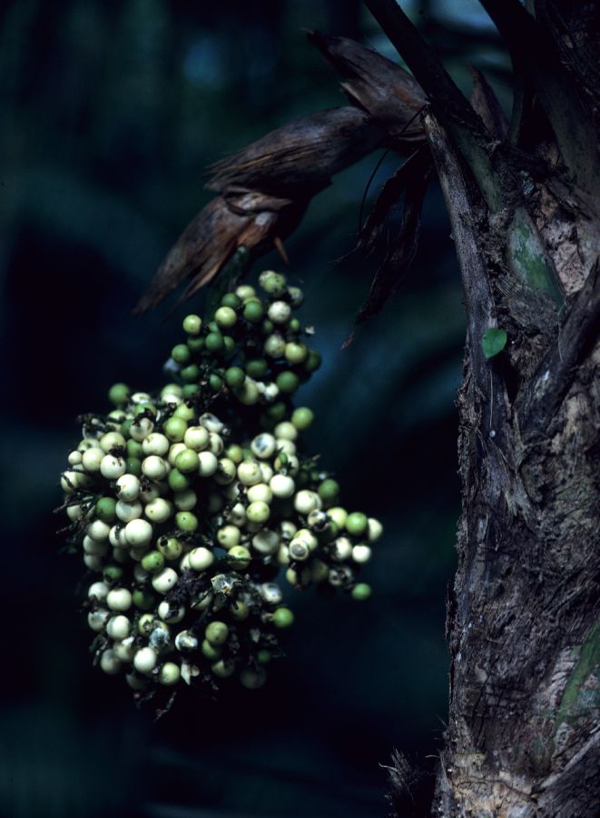 Arecaceae Cryosophila argentata