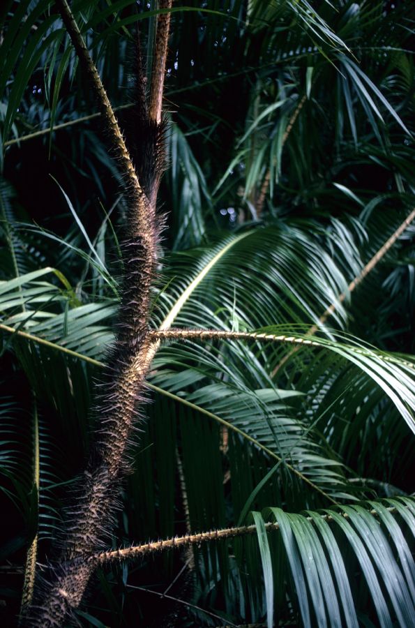 Arecaceae Daemonorops fissus