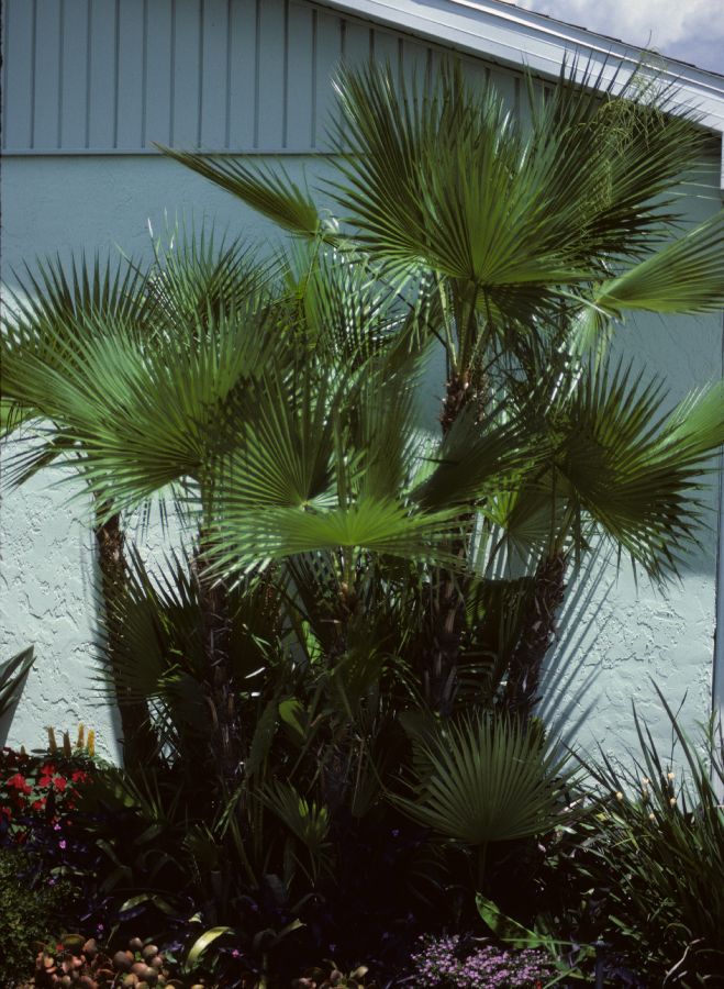 Arecaceae Acoelorrhaphe wrightii