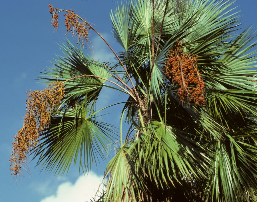 Arecaceae Acoelorrhaphe wrightii