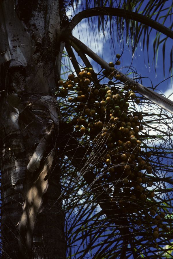 Arecaceae Acrocomia 