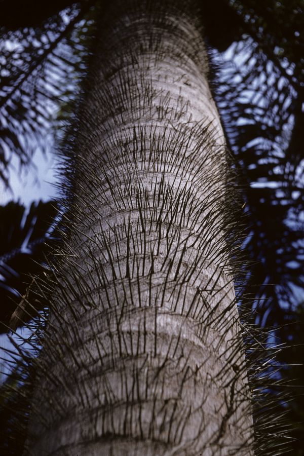 Arecaceae Acrocomia aculeata