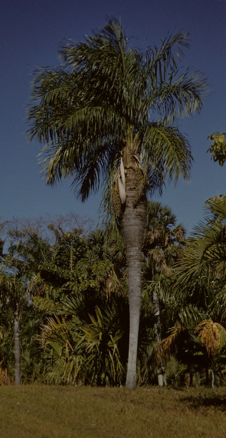 Arecaceae Acrocomia crispa