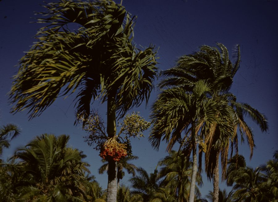 Arecaceae Adonidia merrillii