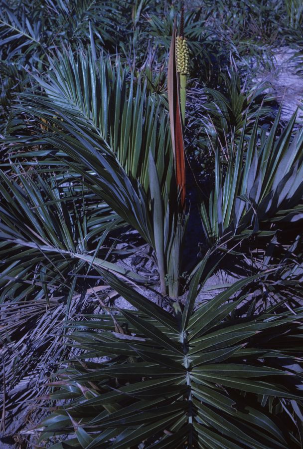 Arecaceae Allagoptera arenaria