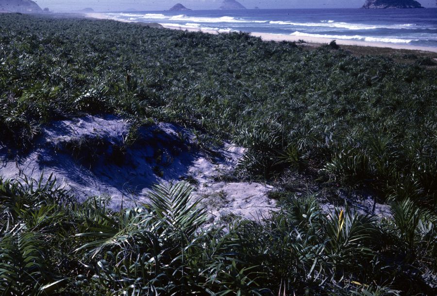 Arecaceae Allagoptera arenaria