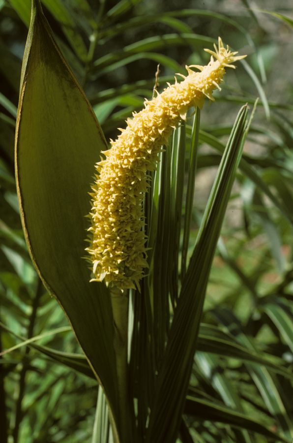 Arecaceae Allagoptera arenaria