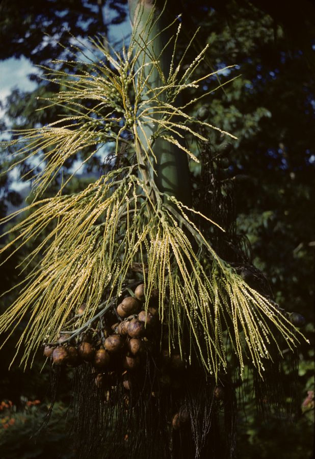 Arecaceae Areca cathecu