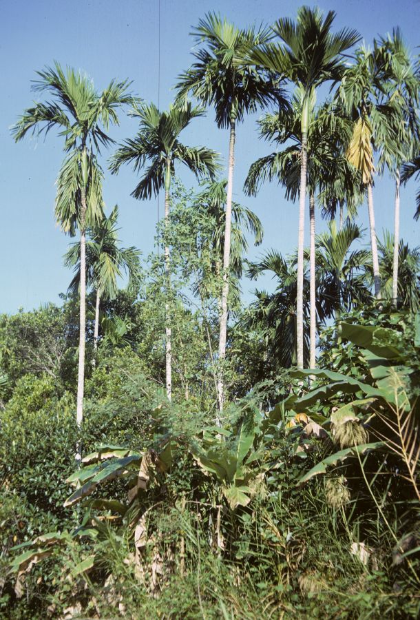 Arecaceae Areca cathecu