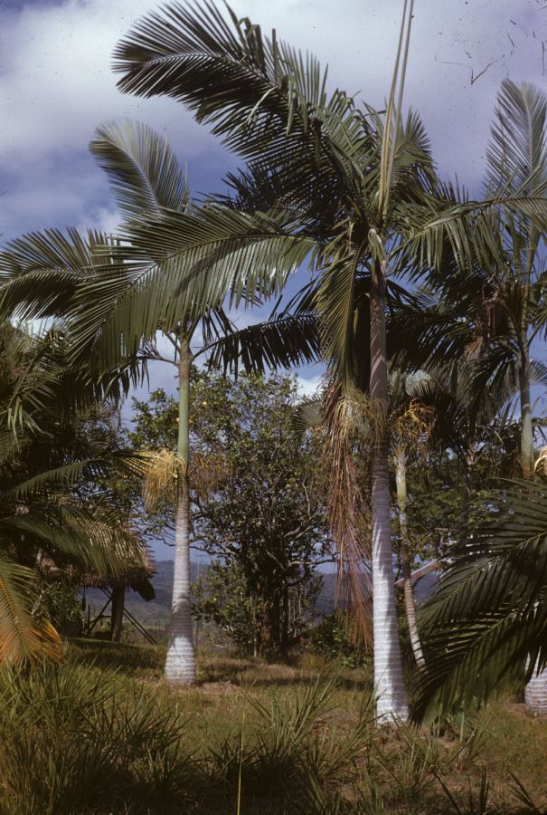 Arecaceae Archontophoenix alexandrae