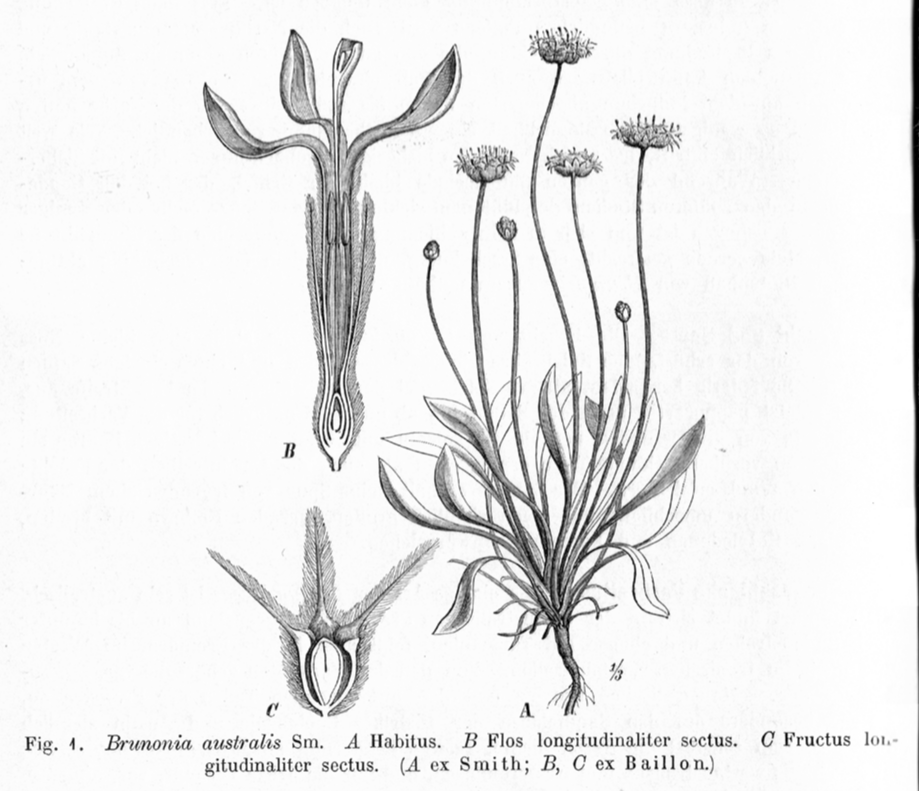 Goodeniaceae Brunonia australis