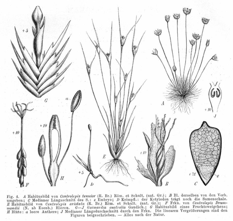 Centrolepidaceae Centrolepis tenuior