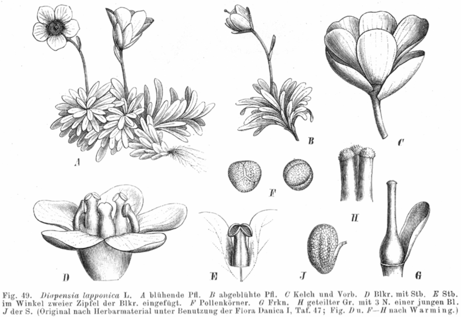 Diapensiaceae Diapensia lapponica