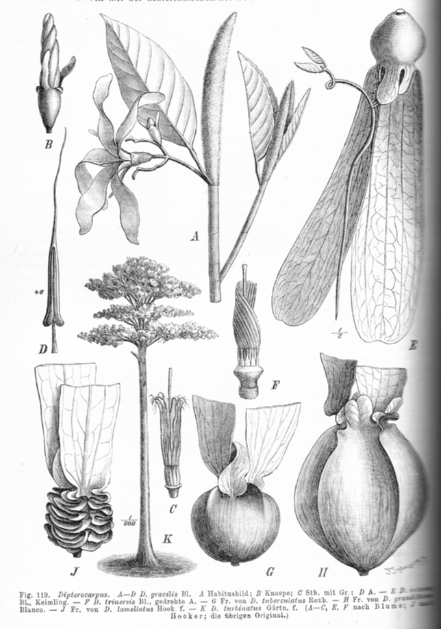 Dipterocarpaceae Dipterocarpus gracilis