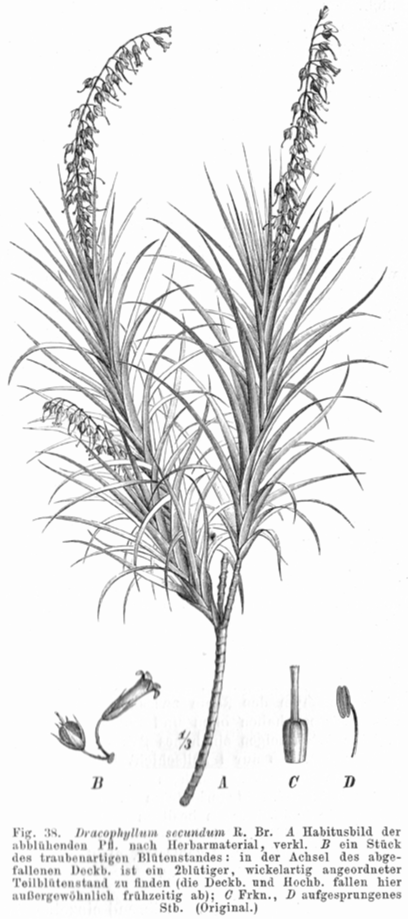 Ericaceae Dracophyllum secundum