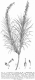 image of Dracophyllum secundum