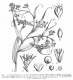 image of Joinvillea plicata
