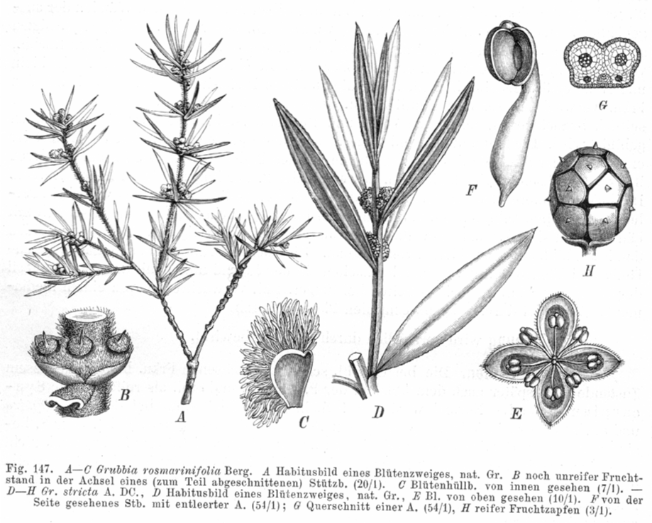 Grubbiaceae Grubbia rosmarinifolia