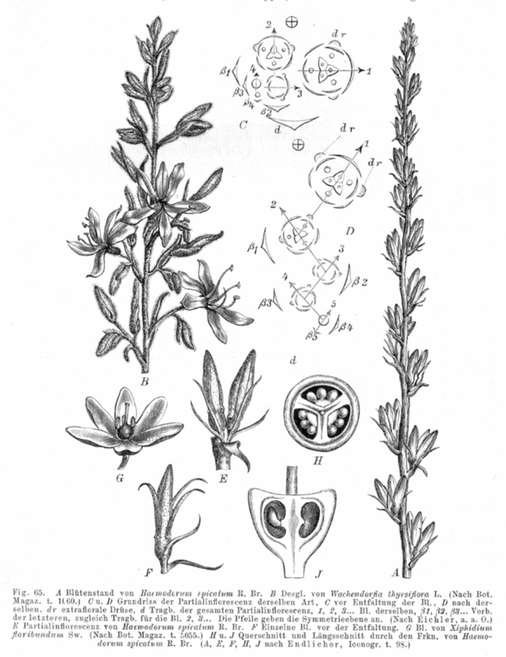 Haemodoraceae Haemodorum spicatum
