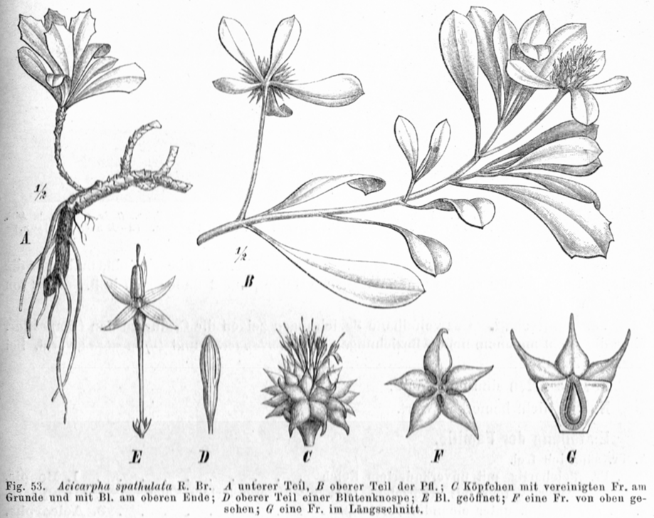 Calyceraceae Acicarpha spathulata