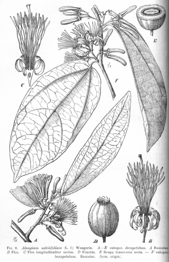 Cornaceae Alangium salviifolium
