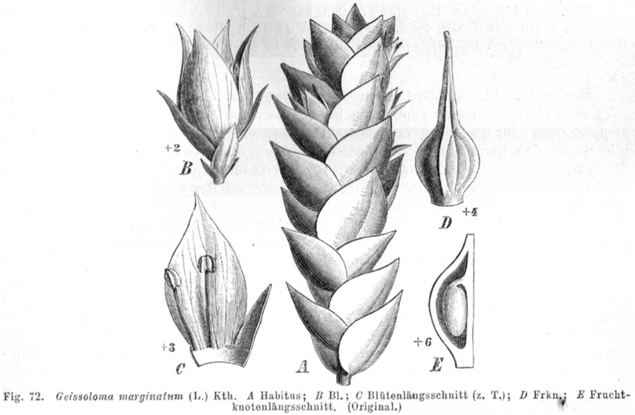 Geissolomataceae Geissoloma marginatum