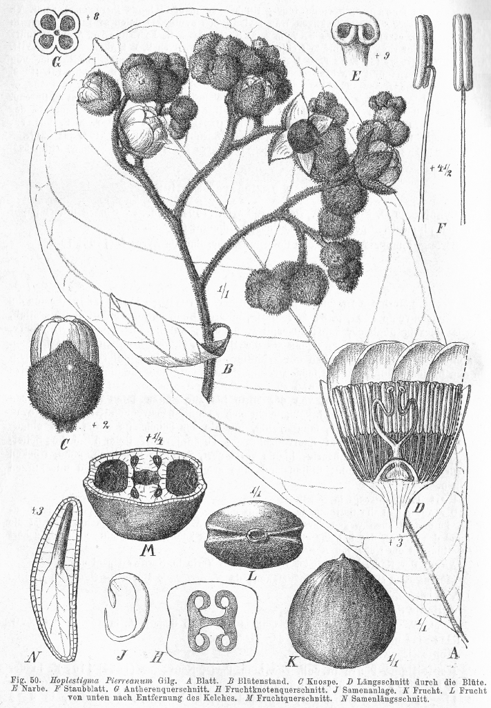 Hoplestigmataceae Hoplestigma pierreanum