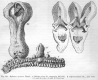 image of Hydnora africana