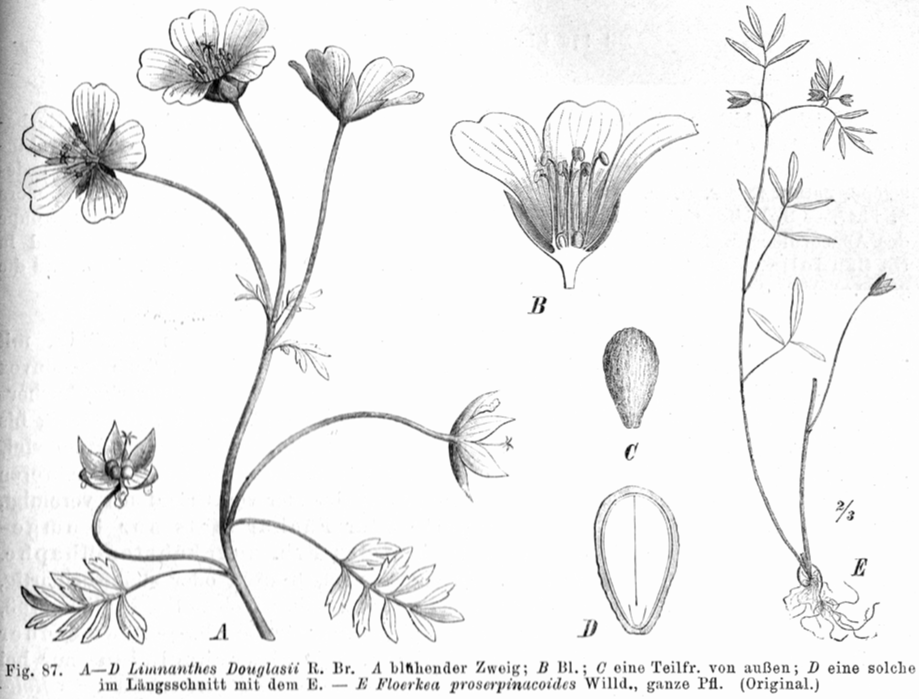 Limnanthaceae Limnanthes douglasii