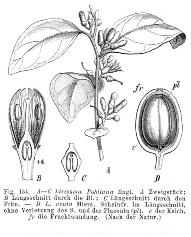 Olacaceae Dulacia pauciflora