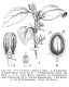image of Dulacia pauciflora