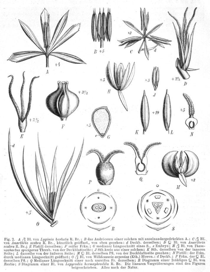 Restionaceae Lyginia barbata