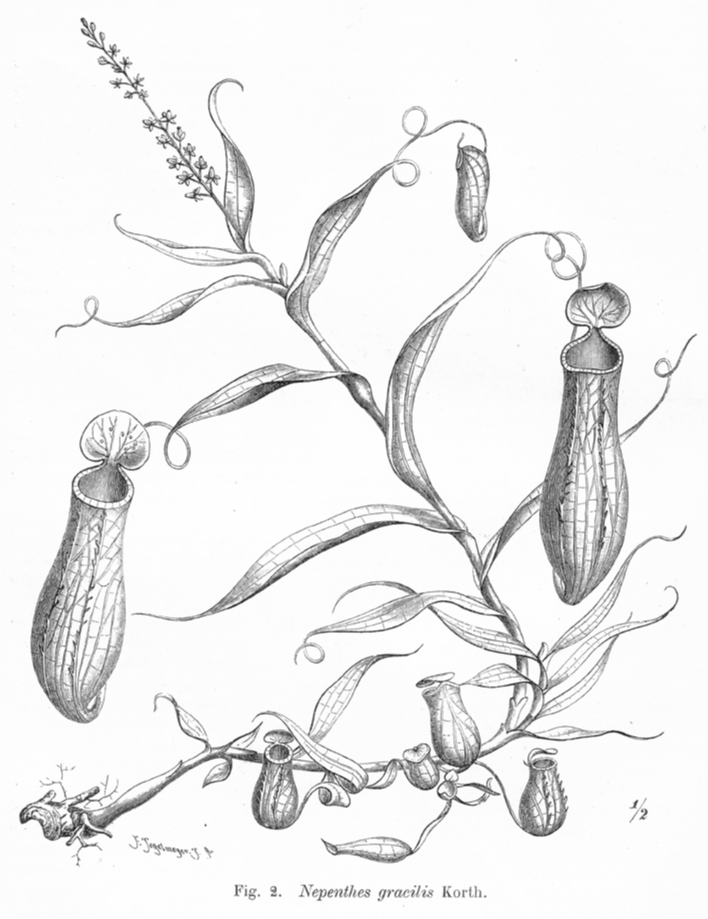 Nepenthaceae Nepenthes gracilis