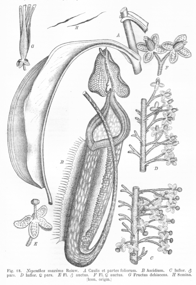 Nepenthaceae Nepenthes villosa