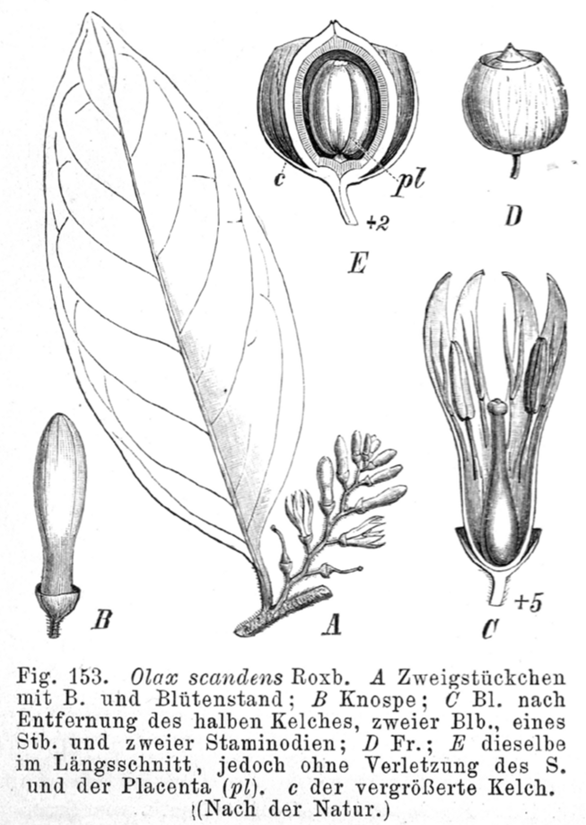 Olacaceae Olax scandens