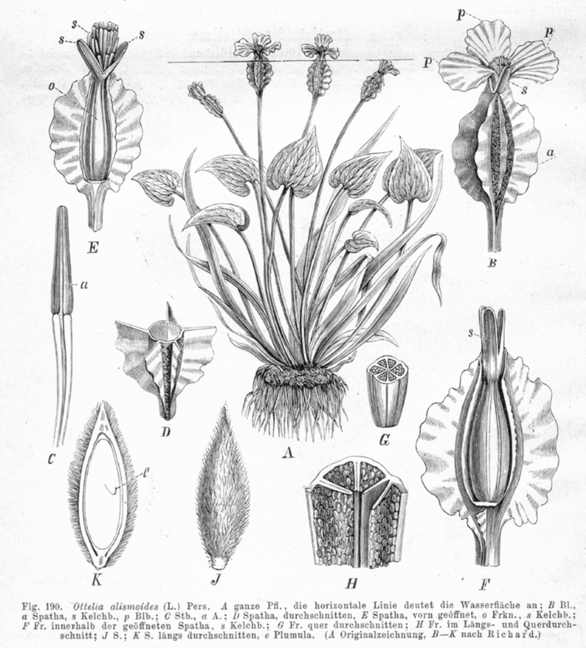 Hydrocharitaceae Ottelia alismoides