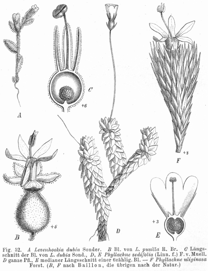 Stylidiaceae Levenhookia dubia