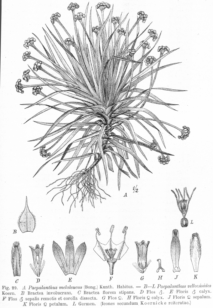 Eriocaulaceae Paepalanthus velloxioides