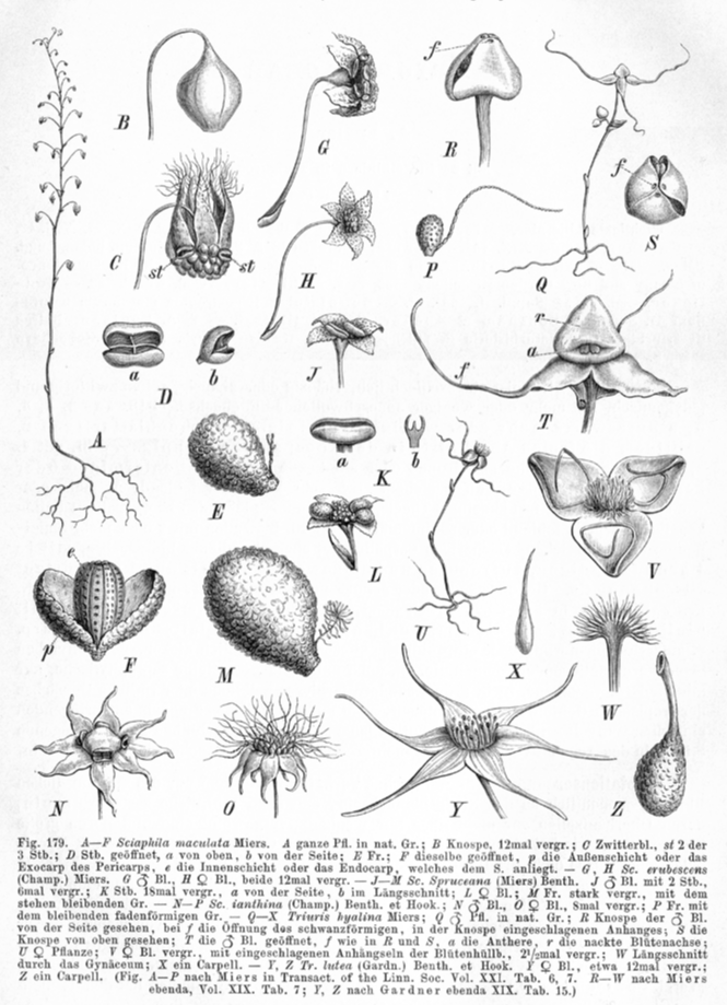 Triuridaceae Sciaphila maculata