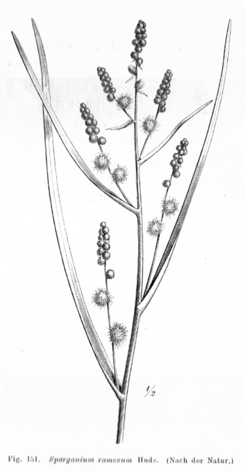 Typhaceae Sparganium ramosum