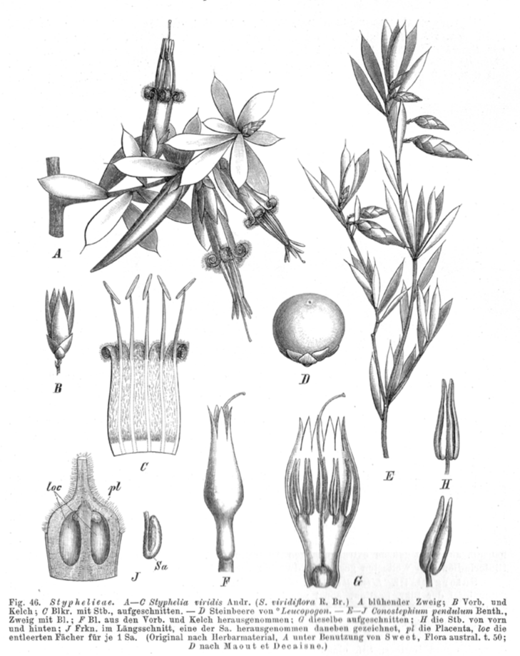 Ericaceae Leucopogon 