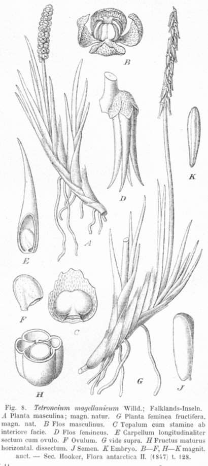 Juncaginaceae Tetroncium magellanicum
